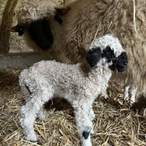Lire la suite à propos de l’article des cabanes et des naissances pendant les vacances