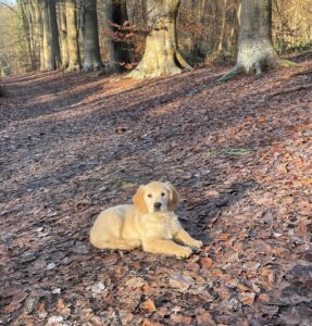 Lire la suite à propos de l’article Vivez l’expérience avec votre chien !